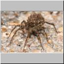 Pardosa sp - Wolfspinne 02b mit Nachwuchs auf dem Ruecken.jpg